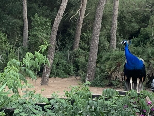 A peacock in a natural setting with trees and vegetation. - Casa Lisboa (Cala Mesquida)