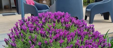 Un jardin agrémenté de fleurs violettes, de mobilier d’extérieur et d’une entrée de bâtiment.