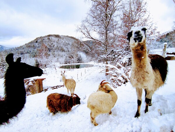 A group of animals in a snowy outdoor setting with a mountainous backdrop.