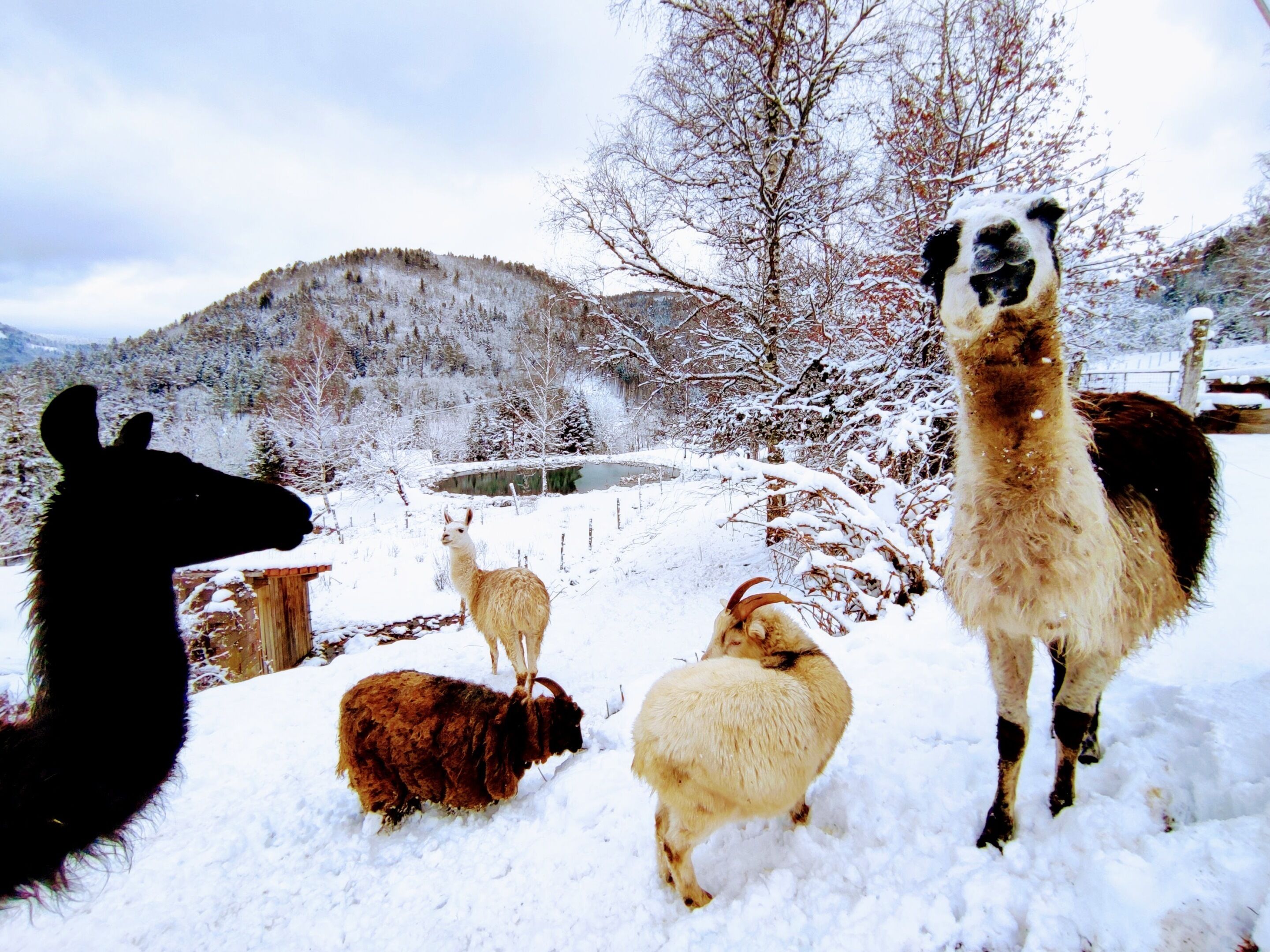 Een groep dieren in een besneeuwde omgeving, met bergen op de achtergrond.