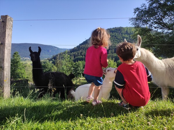 A fenced area with two llamas and two children observing them.