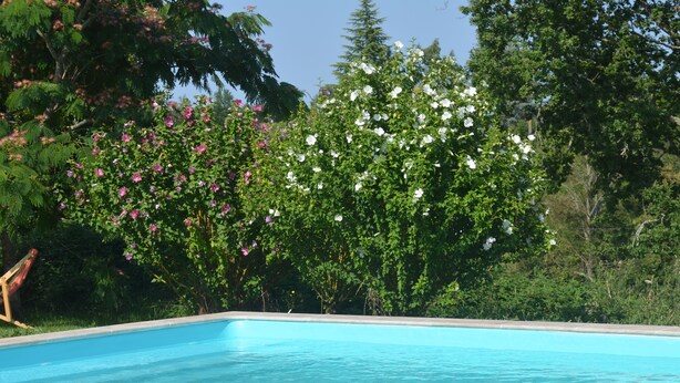 A swimming pool with clear blue water, surrounded by lush green trees and flowering bushes.