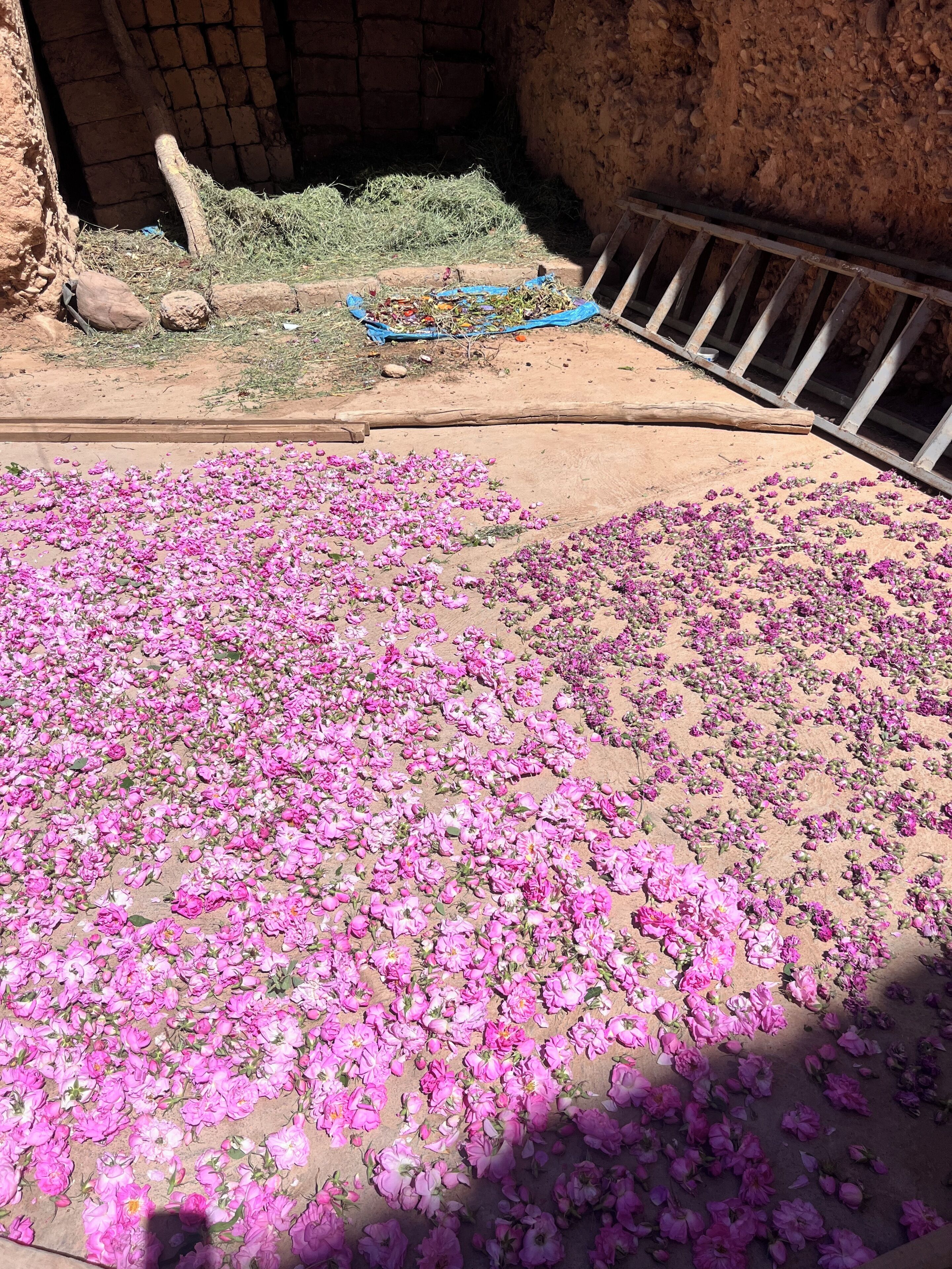 A courtyard with a large area covered in pink flowers.