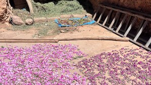 A courtyard with a large area covered in pink flowers.