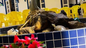 A fountain with rocks and a turtle, surrounded by yellow chairs.