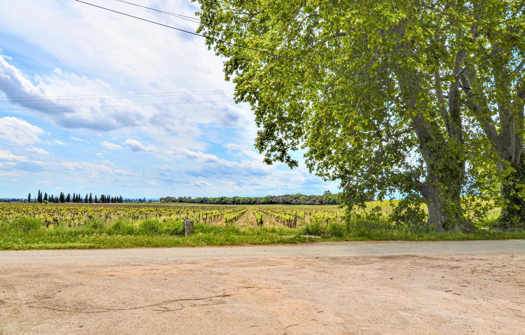 A vineyard with rows of grapevines and a dirt road in the foreground.