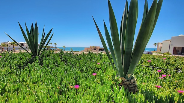 A garden with agave plants and pink flowers, a clear blue sky, and a distant view of the sea and buildings. - Casa Costa Diamante F27 (Puerto Peñasco)