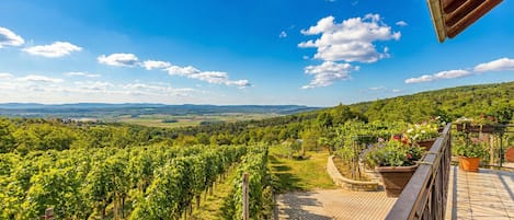 A vineyard landscape with a terrace and potted plants.