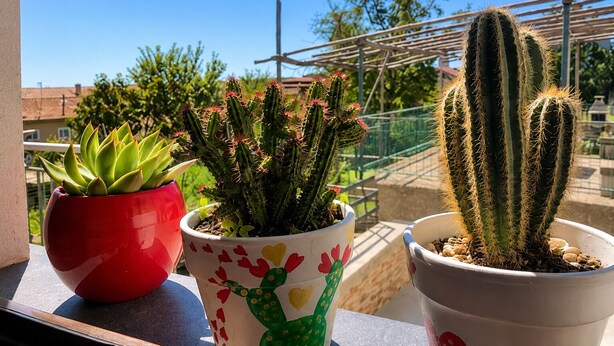 Three potted plants on a balcony with a clear view of the sky and a metal structure in the background. - Raffaella Holiday Home, Agerola & Amalfi Coast (Agerola)