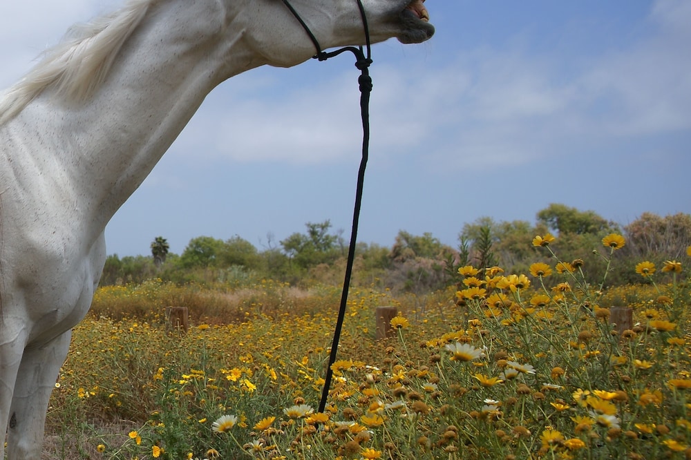 Working horse ranch