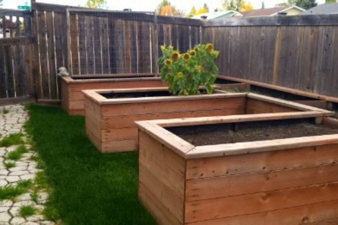 Un jardin agrémenté de jardinières en bois surélevées où poussent des tournesols.