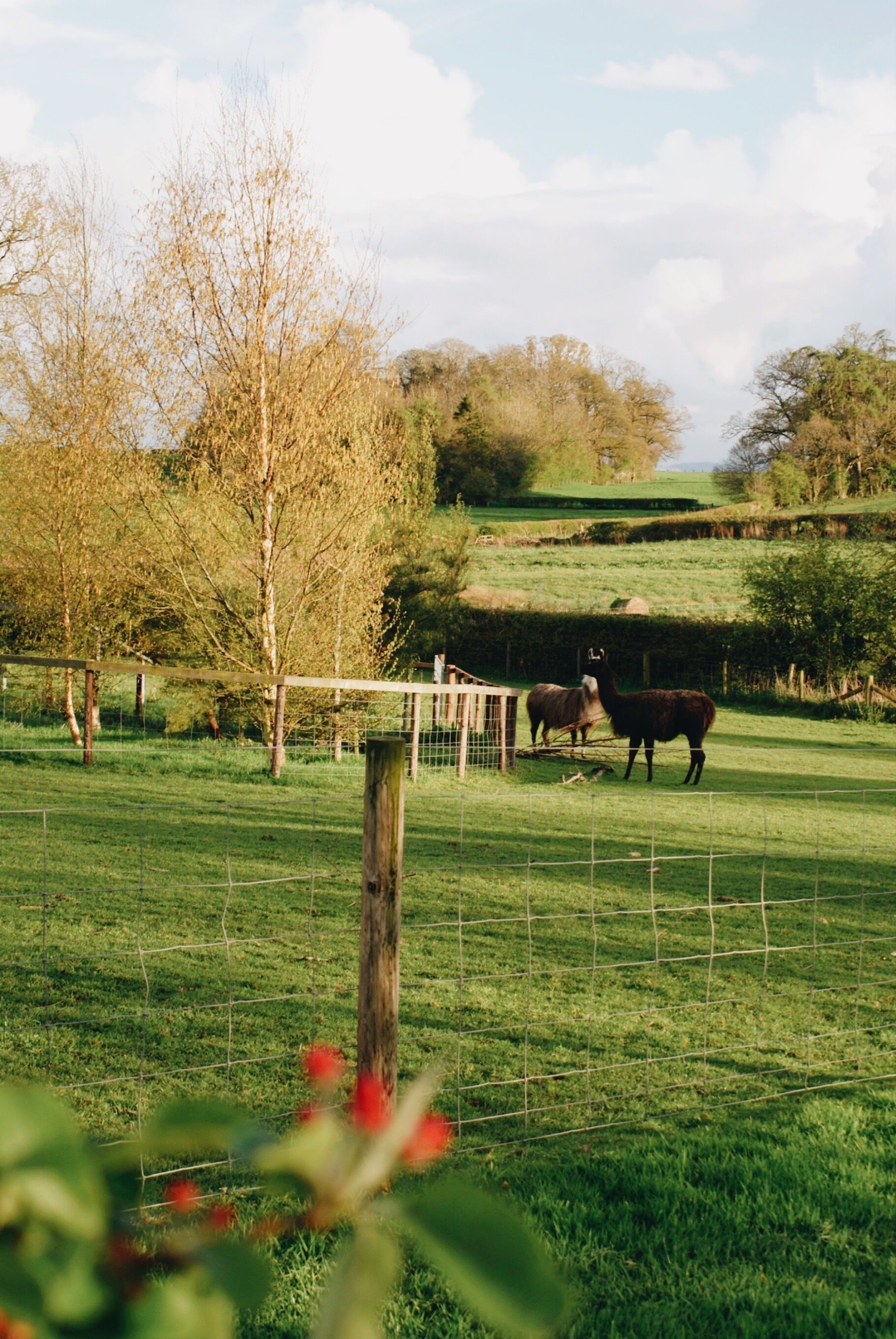 A fenced outdoor area with a grassy field and trees.