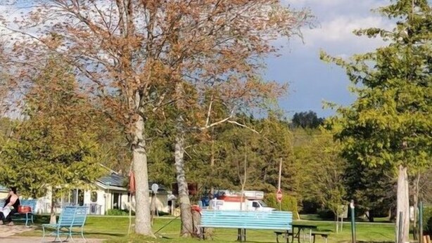 Property grounds - 2-Bedroom Cottage Steps from Sandy Beach for fishing, boating, and Firepits (Kawartha Lakes)