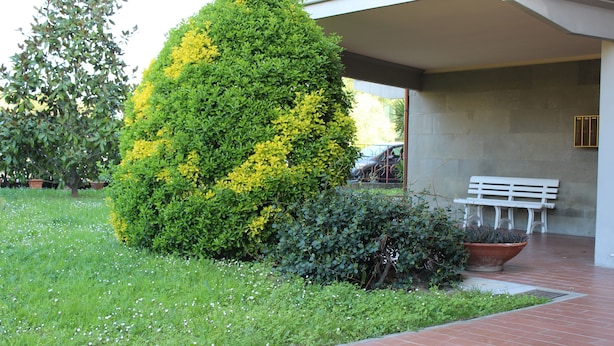 A well-maintained garden with a large, neatly trimmed bush, a bench, and a potted plant near a building entrance. - Camera MINERVA (Pisa)
