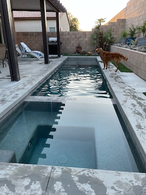 Een zwembad met een betegeld zonnedek, een pergola en een hond die bij het zwembad staat.