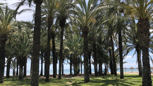 A row of palm trees in a grassy area with a beach in the background.