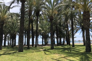 A row of palm trees in a grassy area with a beach in the background.