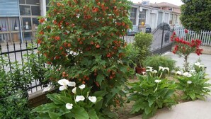 Un jardín con diversas plantas y flores, una cerca de metal y un edificio al fondo.