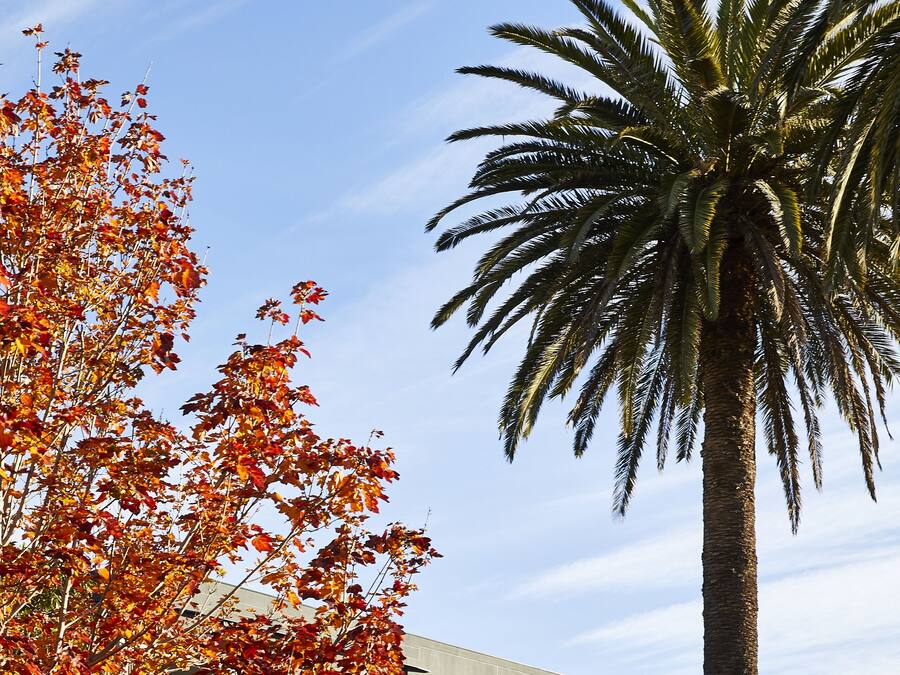A building with a sign reading "astina" and a palm tree in the foreground.