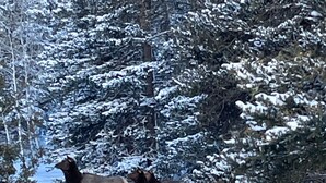 Een besneeuwd boslandschap met elanden tussen de bomen.