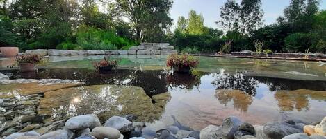 Ein ruhiger Gartenteich, umgeben von Steinen und Kübelpflanzen, mit einer Steinmauer im Hintergrund.