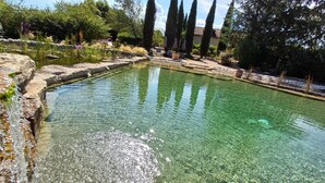 A clear pool surrounded by rocks and plants, with tall trees in the background.