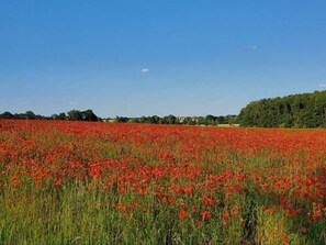 Unclassified image, 3 of 19, button - Schäferwagen 1 - Schäferwagen im Leipziger Neuseenland (Borna)