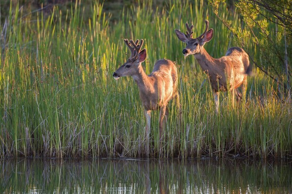 Two deer standing in tall grass near a body of water.