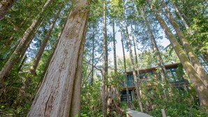 Un bosc amb arbres alts i una cabana de fusta amb terrassa.