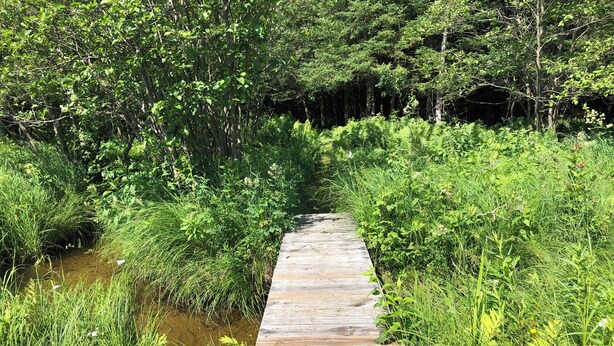 Ein schmaler Holzweg führt durch einen dichten, grünen Wald.