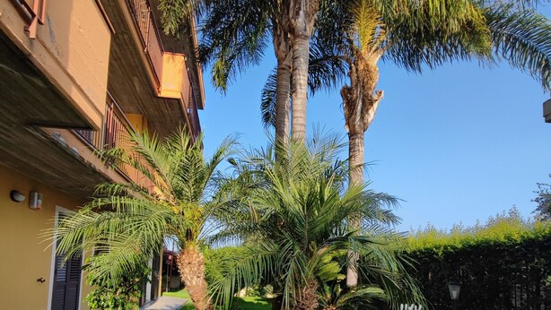 Un patio con palmeras, un sendero y un seto.