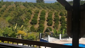 Blick auf einen angelegten Garten mit Baumreihen und einem Poolbereich.