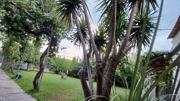 Un jardín con palmeras, césped y un sendero de concreto.