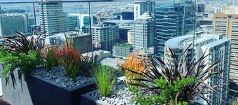 Urban Elephant 16 on Bree