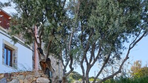 Un muro de piedra con un árbol creciendo a través de él, bancos y un edificio al fondo.