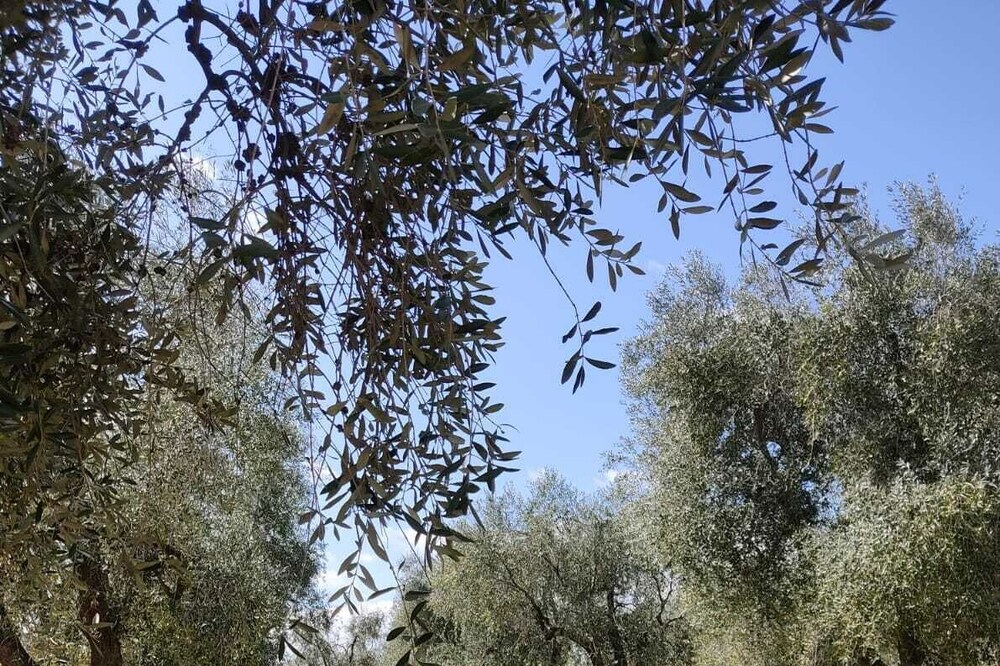Tre Appartamenti in Villa con Giardino Vicino al Mare