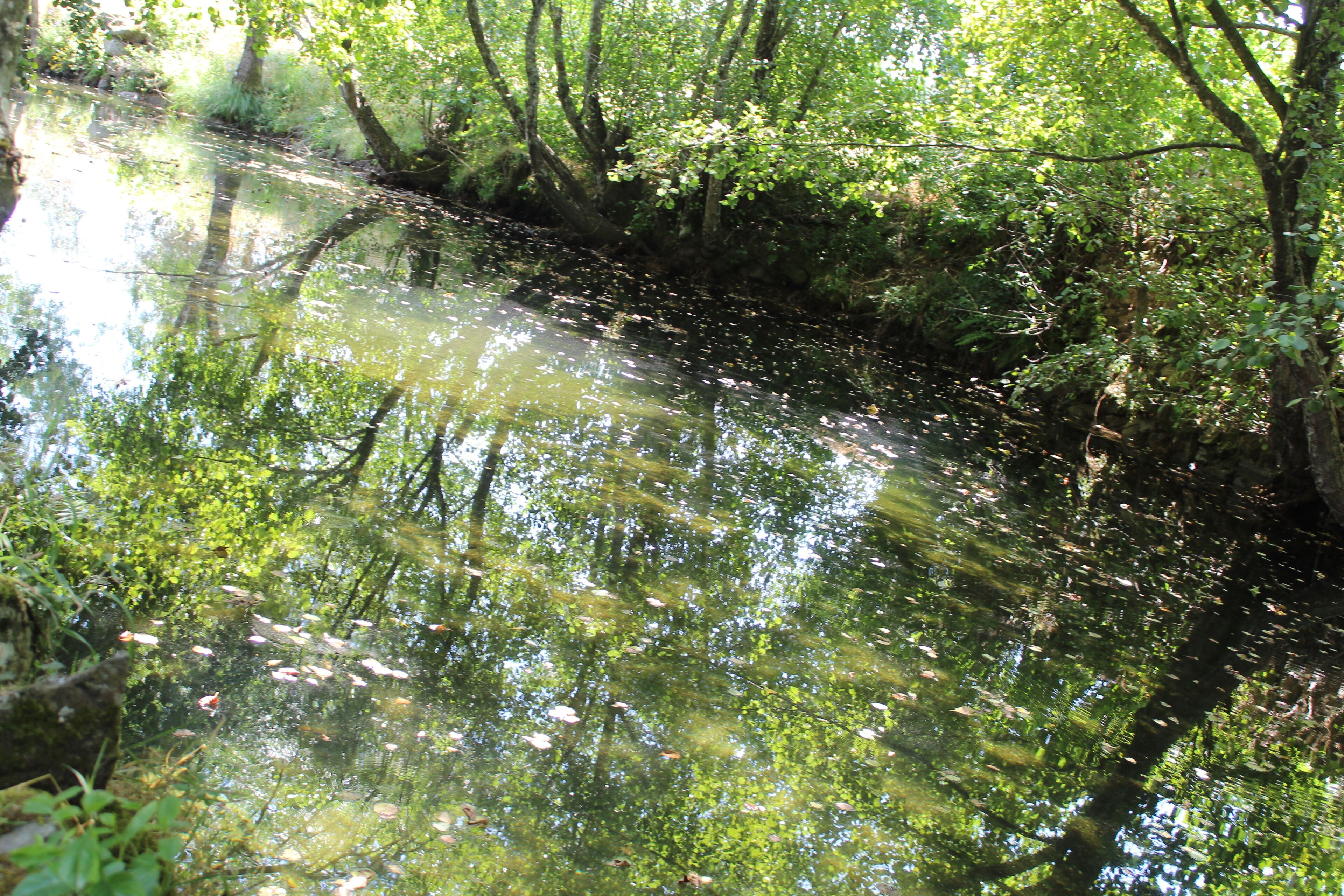 Un río tranquilo con vegetación densa y árboles reflejándose en la superficie del agua.