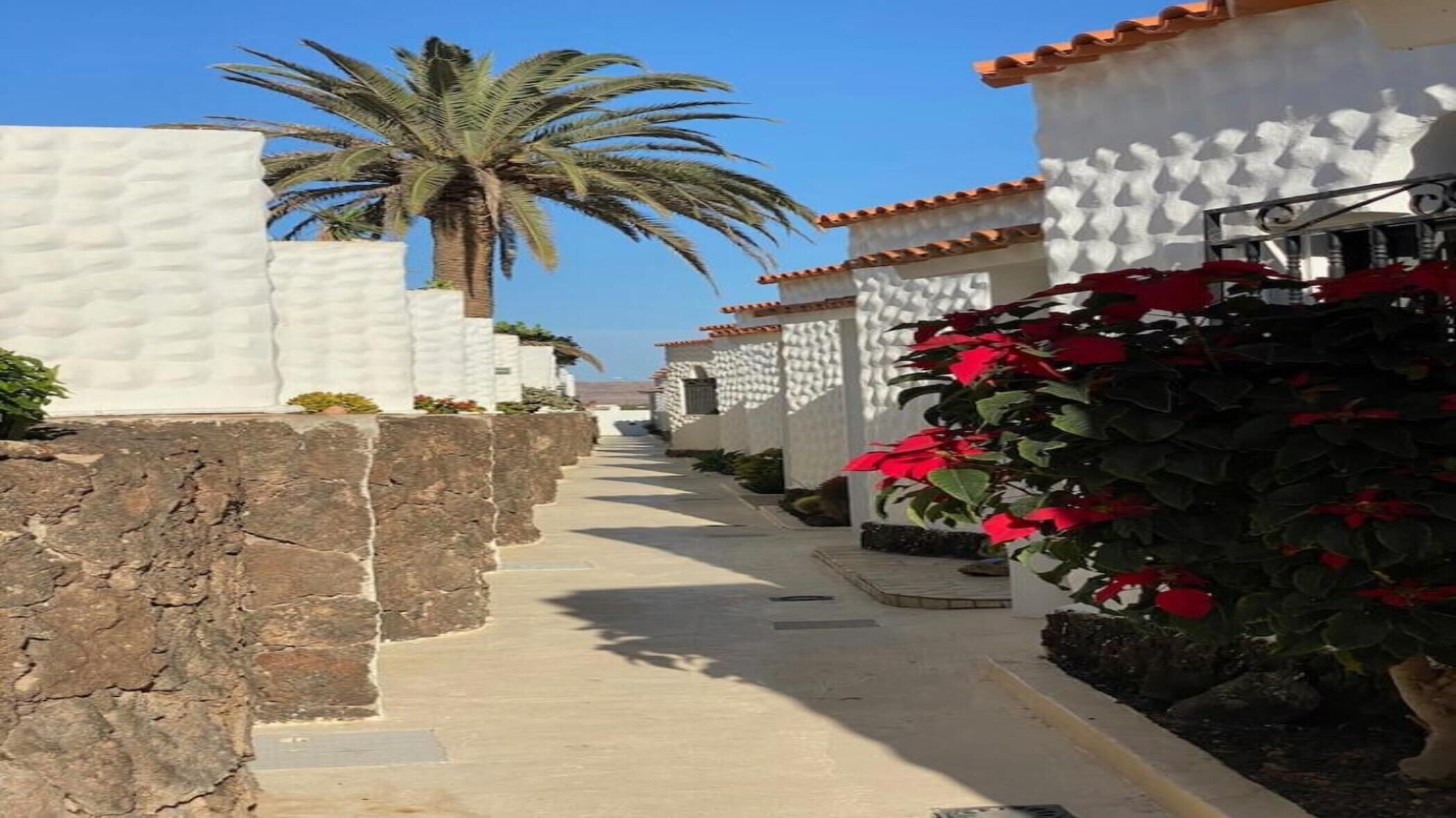 A narrow, paved pathway flanked by white buildings with terracotta roofs, leading to a palm tree.