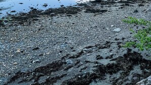 Nær stranden