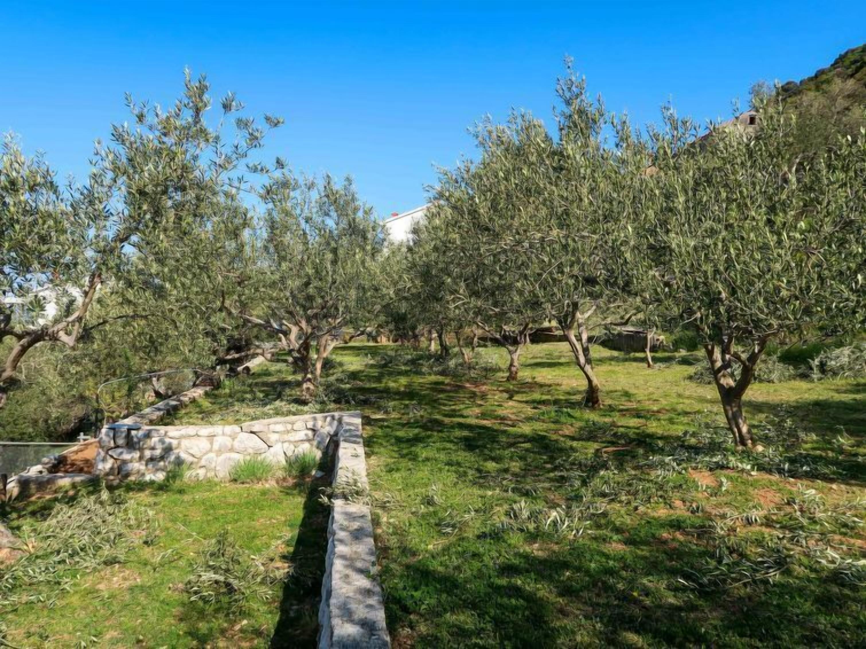 An olive grove with stone pathways and a stone wall.