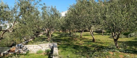 An olive grove with stone pathways and a stone wall.