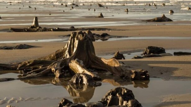 A beach with a prominent tree stump in the foreground, scattered rocks, and a distant view of hills. - Ideal rural location for beaches, hills, forests, waterfalls and town (Bow Street)