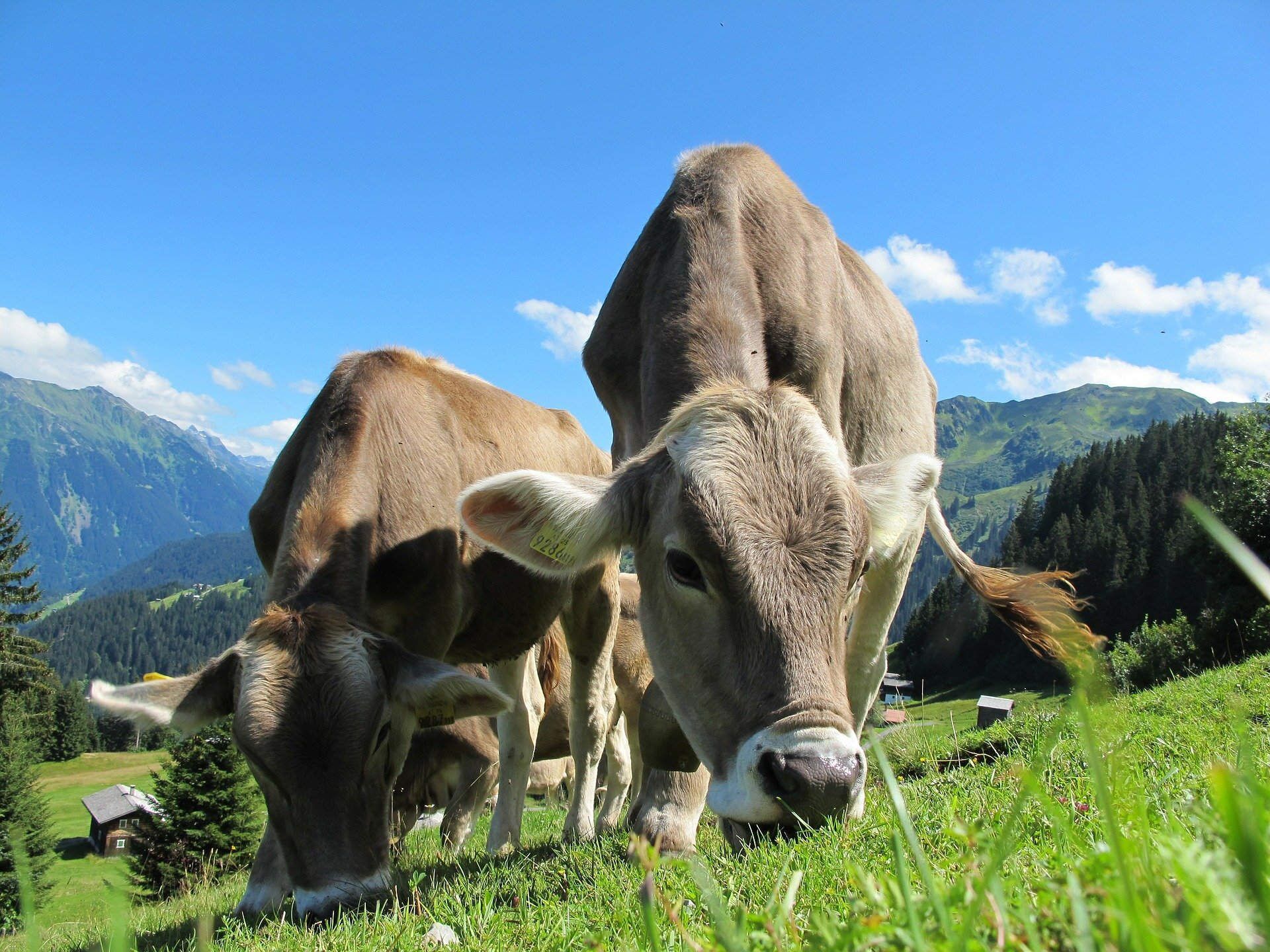 Two cows grazing in a grassy field with a mountainous backdrop.