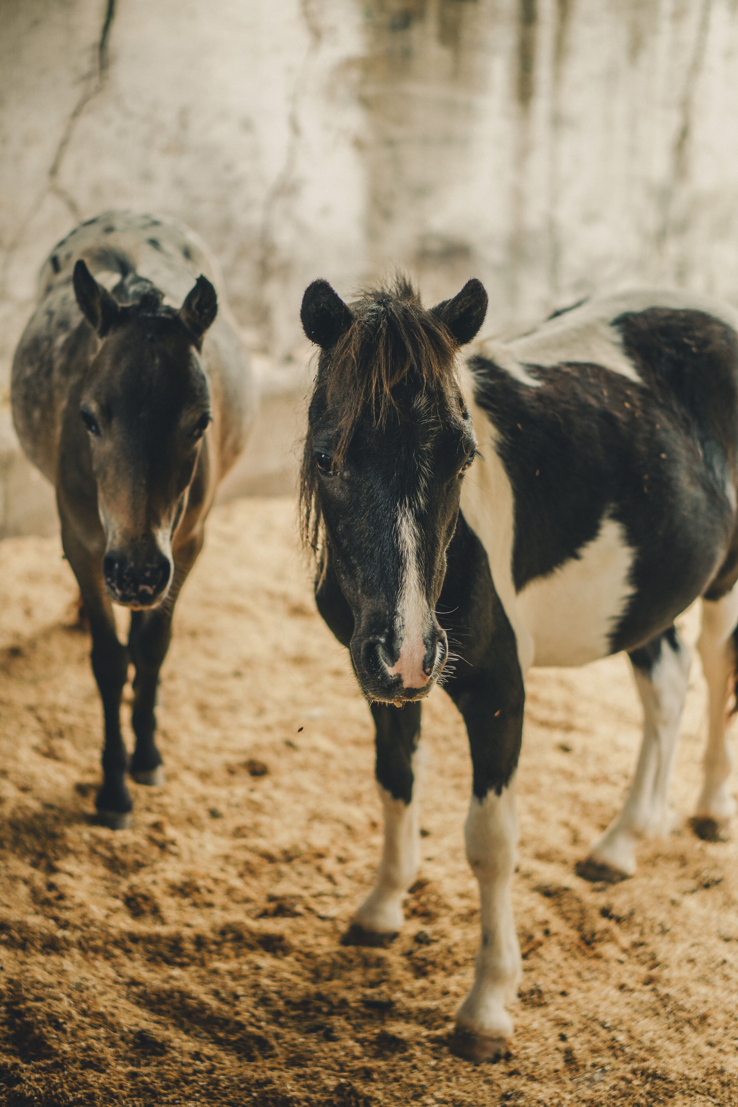 Dos caballos de pie en una zona arenosa, con un muro de concreto al fondo.