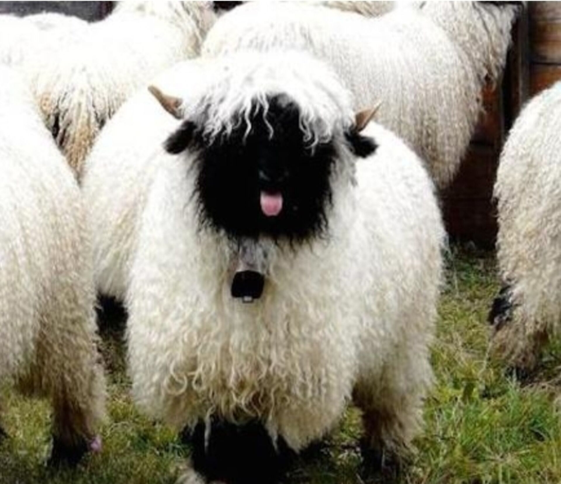 A sheep with a black face and white wool standing in a grassy area with other sheep.