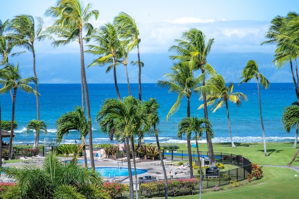 Relax by the ocean with a pool and lounge chairs surrounded by palm trees.