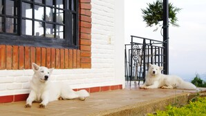 Two white dogs lying on a wooden deck in front of a white brick building with a black window frame and a metal gate.