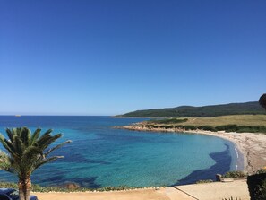 Une vue sur la côte, avec un ciel dégagé, une plage de sable et un palmier.
