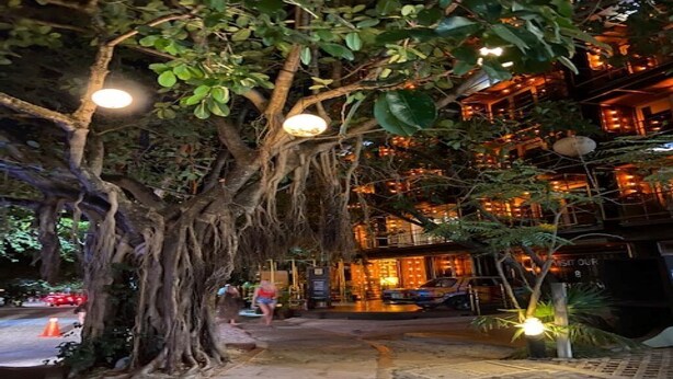 A tree-lined pathway leading to a building with multiple balconies and warm lighting. - Awesome Location for 5th AVE & BEACH access without  noise! INCREDIBLE ROOFTOP (Playa Del Carmen, Solidaridad)