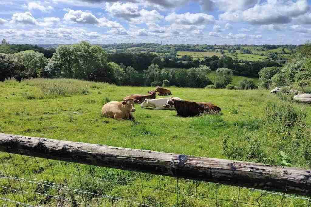 A rural landscape with cows grazing in a field, surrounded by trees and hills.